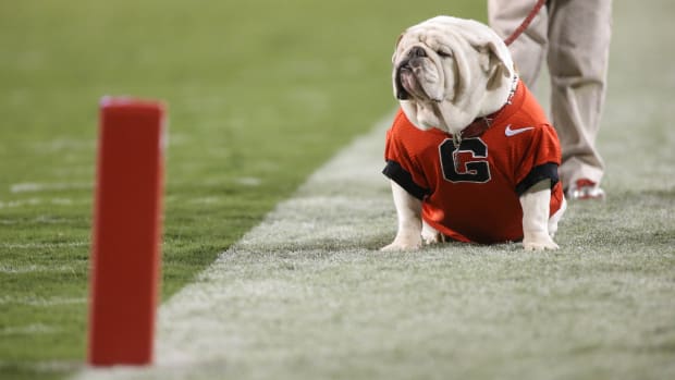 Nov 15, 2014; Athens, GA, USA; Georgia mascot UGA IX is shown on the field during their win over the Auburn Tigers at Sanford Stadium. Georgia won 34-7. Mandatory Credit: Jason Getz-USA TODAY Sports